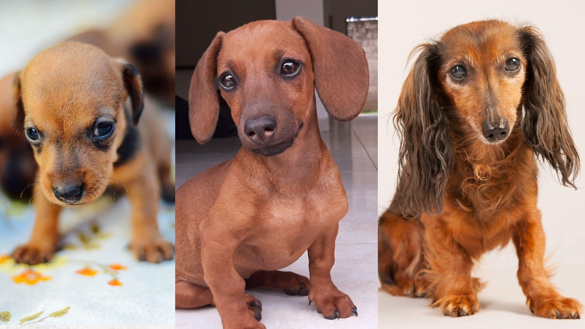 at what age is a dachshund full grown