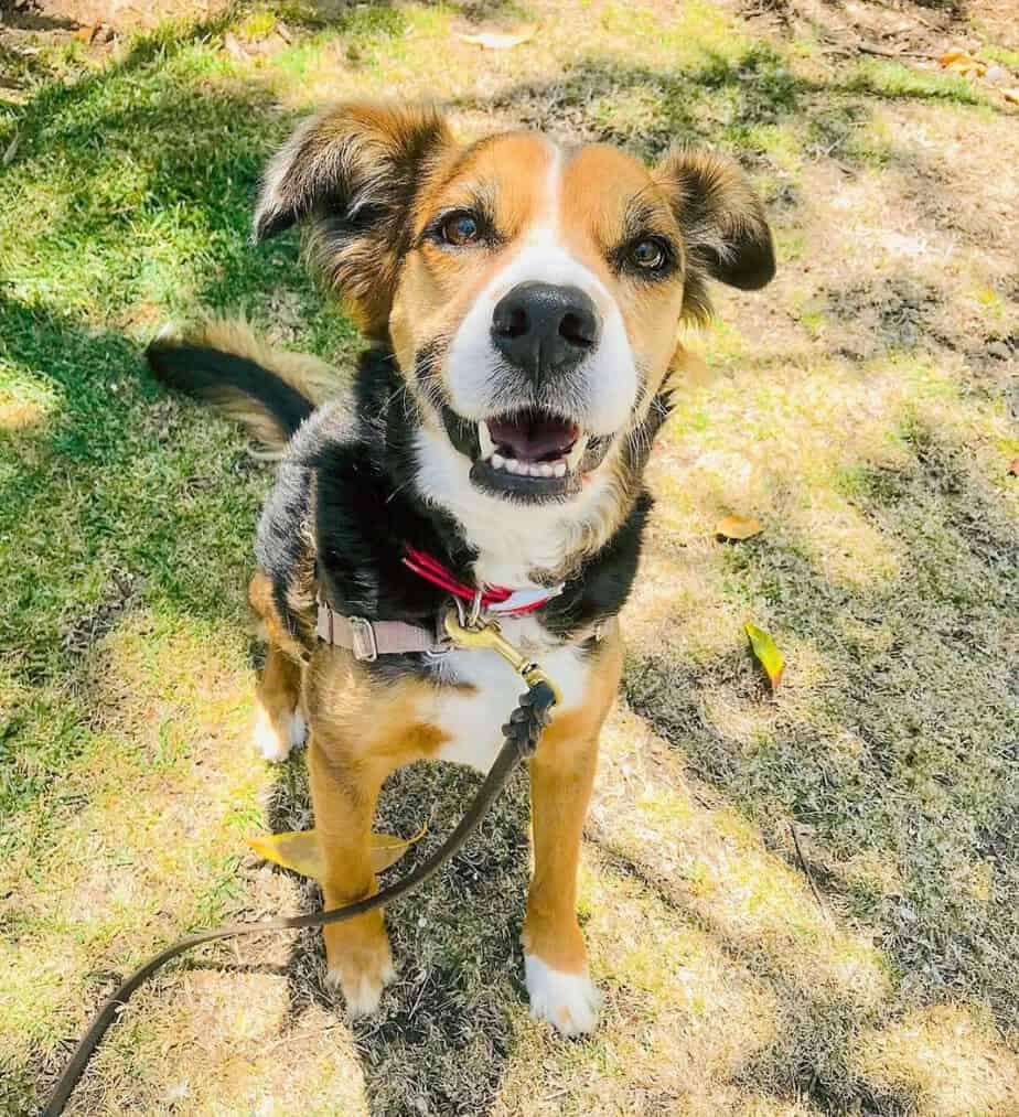 Border Collie Beagle Beagle Mischling Arten 42+ Border Collie Mix Breeds